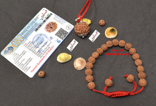 10 Mukhi Rudraksha / Ten Face Rudraksh Nepal Bead Lab Certified
