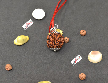 4 Mukhi Rudraksha / Four Face Rudraksh Nepal Bead 100 % Original Lab Certified