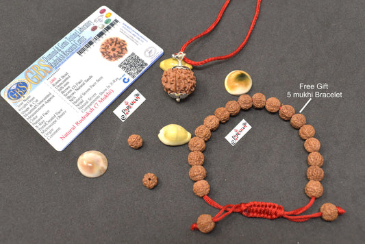 7 Mukhi Rudraksha / Seven Face Rudraksh Nepal Bead 100 % Original Lab Certified
