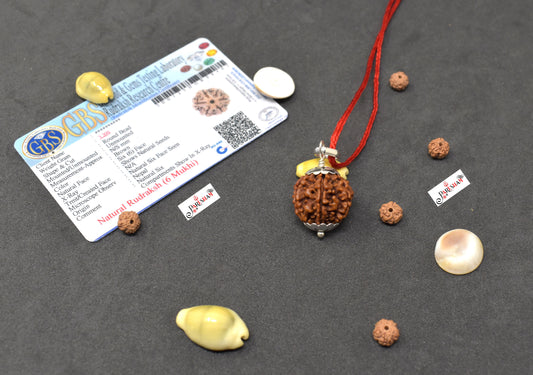 6 Mukhi Rudraksha / Six Face Rudraksh Nepal Bead 100 % Original Lab Certified